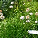 Armeria maritima 'Alba'